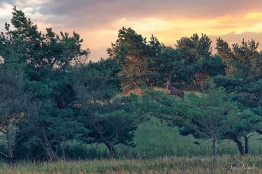 bild zingst ak2024x72 klein