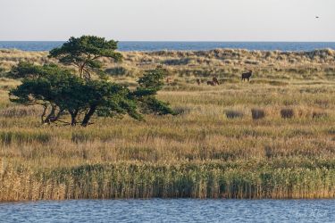 bild zingst ak2024x72 klein