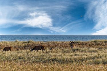 bild zingst ak2024x72 klein