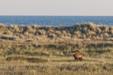 bild zingst ak2024x72 klein