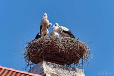 bild blau axel